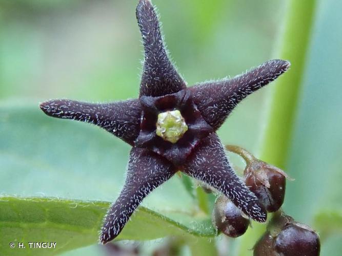 <i>Vincetoxicum nigrum</i> (L.) Moench, 1802 © H. TINGUY