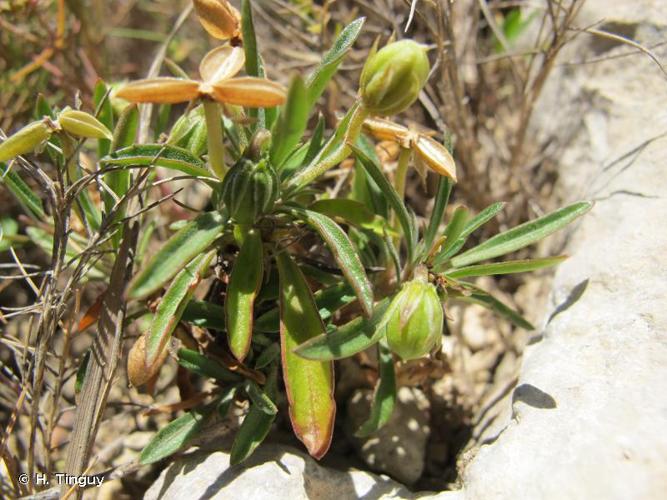 <i>Viola arborescens</i> L., 1753 © H. Tinguy