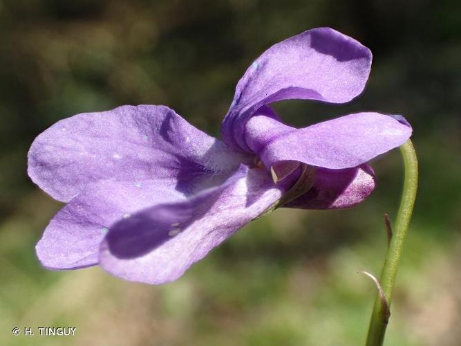 <i>Viola reichenbachiana</i> Jord. ex Boreau, 1857 © H. TINGUY