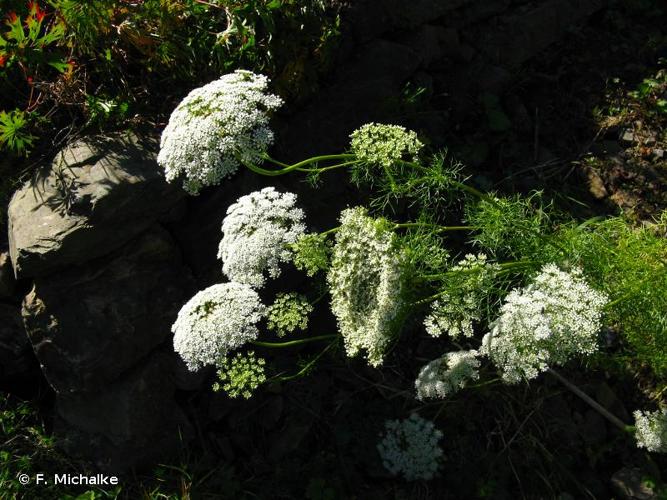 <i>Visnaga daucoides</i> Gaertn., 1788 © F. Michalke