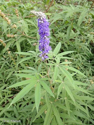 <i>Vitex agnus-castus</i> L., 1753 © H. TINGUY