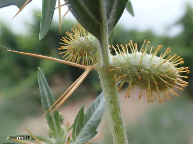 <i>Xanthium spinosum</i> L., 1753 © H. TINGUY