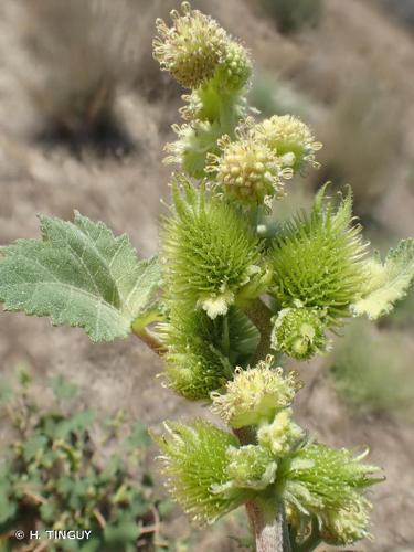 <i>Xanthium strumarium</i> L., 1753 © H. TINGUY