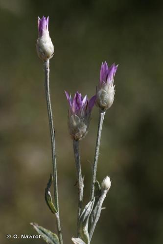 <i>Xeranthemum inapertum</i> (L.) Mill., 1768 © O. Nawrot