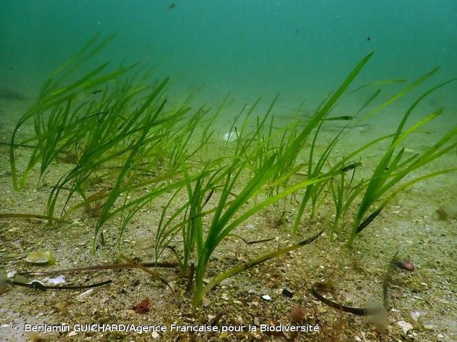 <i>Zostera marina</i> L., 1753 © Benjamin GUICHARD/Agence Française pour la Biodiversité