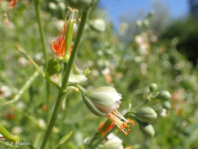 <i>Zygophyllum fabago</i> L., 1753 © 