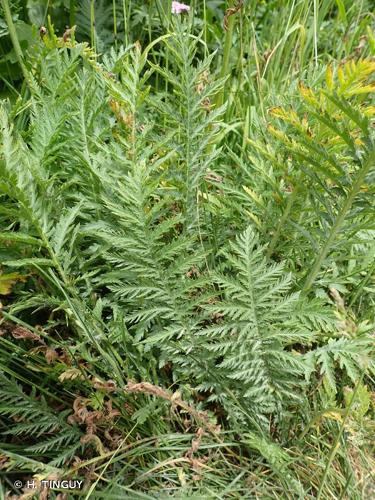 <i>Achillea distans </i>subsp.<i> tanacetifolia</i> (All.) Janch., 1942 © H. TINGUY