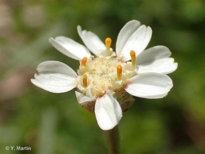 <i>Achillea ptarmica </i>L., 1753 subsp.<i> ptarmica</i> © 