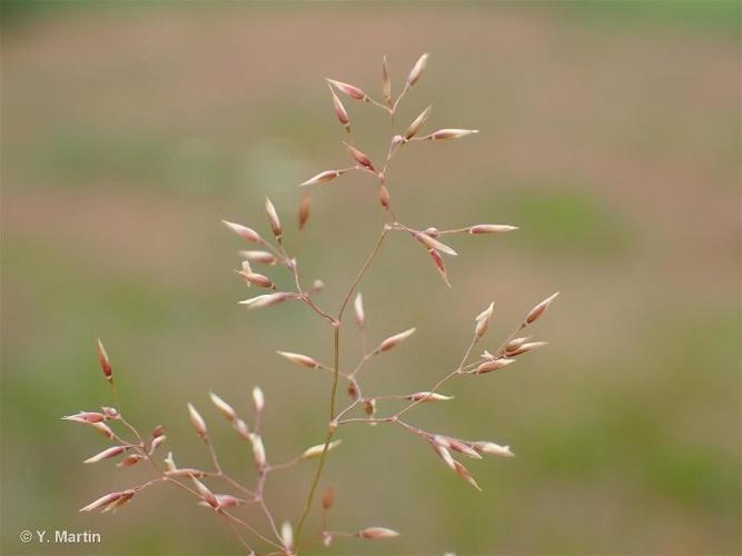 <i>Agrostis capillaris </i>L., 1753 var.<i> capillaris</i> © 