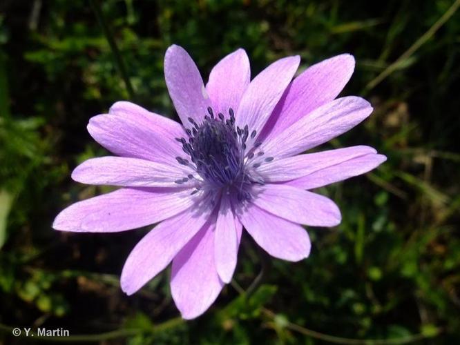 <i>Anemone hortensis </i>L., 1753 subsp.<i> hortensis</i> © 