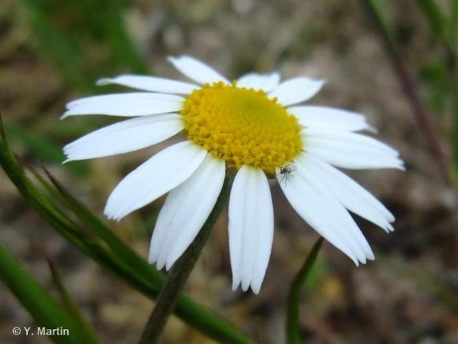 <i>Anthemis arvensis </i>L., 1753 subsp.<i> arvensis</i> © 