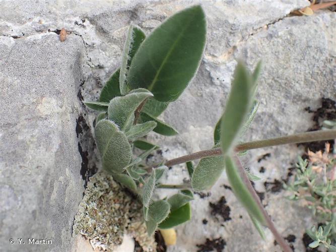 <i>Anthyllis vulneraria </i>subsp.<i> rubriflora</i> Arcang., 1882 © Y. Martin