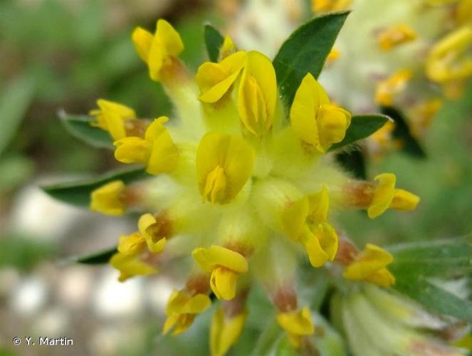 <i>Anthyllis vulneraria </i>L., 1753 subsp.<i> vulneraria</i> © Y. Martin