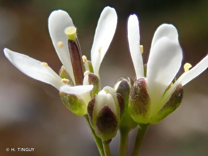 <i>Arabis soyeri </i>subsp.<i> subcoriacea</i> (Gren.) Breistr., 1947 © H. TINGUY