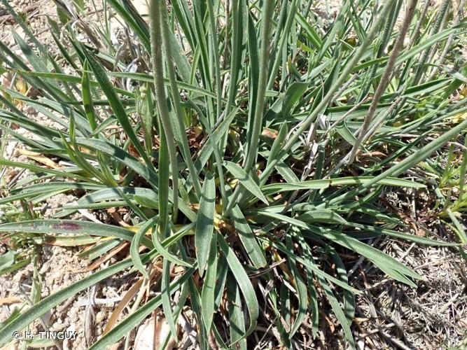 <i>Armeria arenaria </i>subsp.<i> bupleuroides</i> (Godr. & Gren.) Greuter & Burdet, 1989 © H. TINGUY
