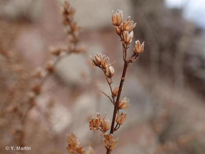 <i>Artemisia campestris </i>L., 1753 subsp.<i> campestris</i> © 