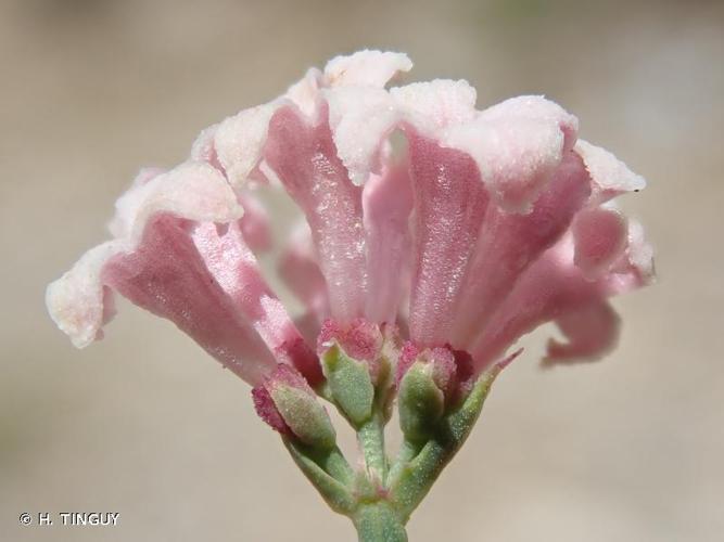 <i>Asperula aristata </i>subsp.<i> oreophila</i> (Briq.) Hayek, 1924 © H. TINGUY