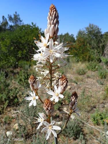 <i>Asphodelus macrocarpus </i>Parl., 1857 subsp.<i> macrocarpus</i> © H. TINGUY