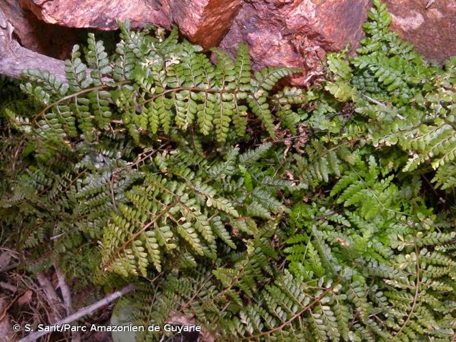 <i>Asplenium obovatum </i>nothosubsp.<i> cyrnosardoum</i> (Rasbach, Vida & Reichst.) Rasbach, Reichst., Viane & Bennert, 1990 © S. Sant/Parc Amazonien de Guyane