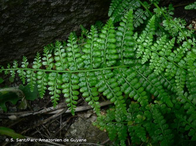 <i>Asplenium obovatum </i>Viv., 1824 subsp.<i> obovatum</i> © S. Sant/Parc Amazonien de Guyane