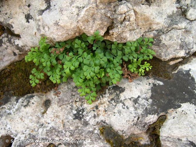 <i>Asplenium ruta-muraria </i>subsp.<i> dolomiticum</i> Lovis & Reichst., 1964 © S. Sant/Parc Amazonien de Guyane