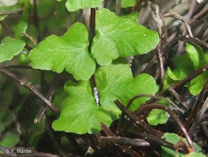 <i>Asplenium trichomanes </i>subsp.<i> hastatum</i> (Christ) S.Jess., 1995 © 