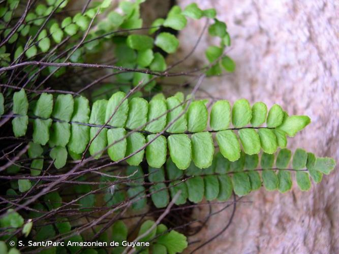 <i>Asplenium trichomanes </i>subsp.<i> inexpectans</i> Lovis, 1964 © S. Sant/Parc Amazonien de Guyane