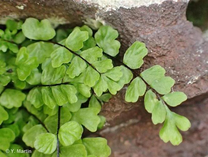 <i>Asplenium trichomanes </i>subsp.<i> pachyrachis</i> (Christ) Lovis & Reichst., 1980 © 