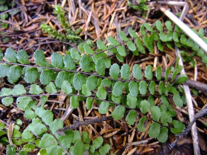 <i>Asplenium trichomanes </i>subsp.<i> quadrivalens</i> D.E.Mey., 1964 © 