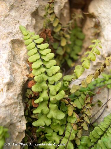 <i>Asplenium </i>x<i> helii </i>nothosubsp.<i> lainzii</i> Pérez Carro & Fern.Areces, 1996 © S. Sant/Parc Amazonien de Guyane
