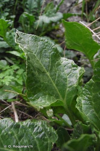 <i>Beta vulgaris </i>subsp.<i> maritima</i> (L.) Arcang., 1882 © O. Roquinarc'h