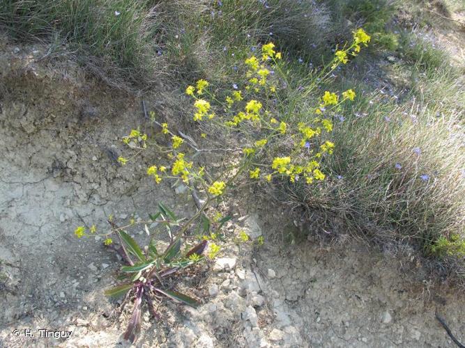 <i>Brassica elongata </i>subsp.<i> integrifolia</i> (Boiss.) Breistr., 1942 © H. Tinguy