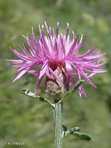 <i>Centaurea paniculata </i>subsp.<i> leucophaea</i> (Jord.) Arcang., 1882 © H. TINGUY