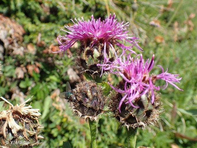 <i>Centaurea scabiosa </i>subsp.<i> alpestris</i> (Hegetschw.) Nyman, 1879 © 