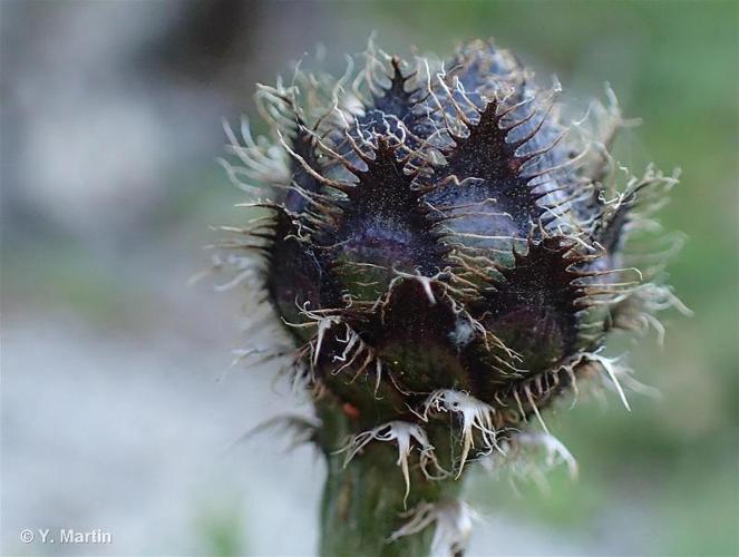 <i>Centaurea scabiosa </i>L., 1753 subsp.<i> scabiosa</i> © 