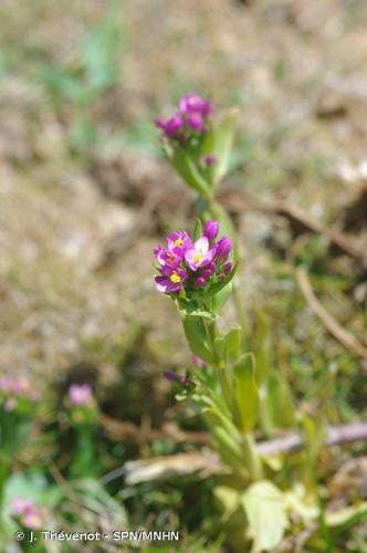 <i>Centaurium erythraea </i>Rafn, 1800 subsp.<i> erythraea</i> © J. Thévenot - SPN/MNHN