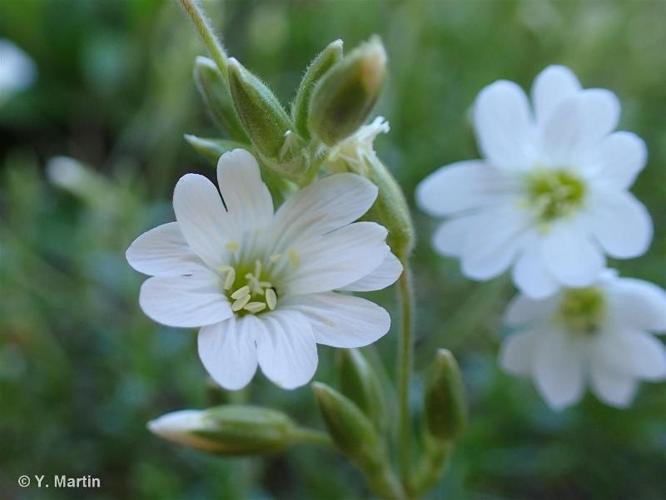 <i>Cerastium arvense </i>subsp.<i> strictum</i> Gaudin, 1828 © 