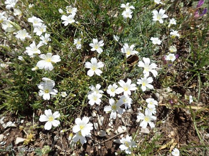 <i>Cerastium arvense </i>subsp.<i> suffruticosum</i> (L.) Ces., 1844 © H. TINGUY