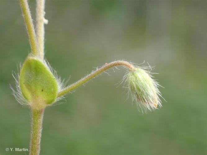 <i>Cerastium brachypetalum </i>Pers., 1805 subsp.<i> brachypetalum</i> © 