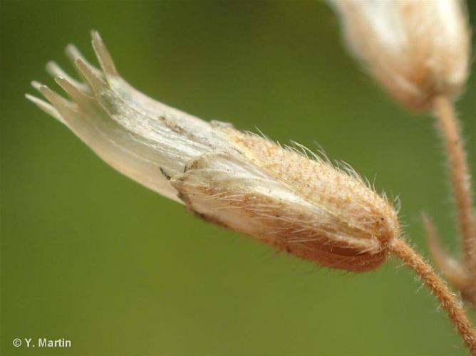 <i>Cerastium fontanum </i>subsp.<i> vulgare</i> (Hartm.) Greuter & Burdet, 1982 © 