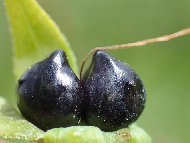 <i>Cerinthe minor </i>subsp.<i> auriculata</i> (Ten.) Rouy, 1927 © 