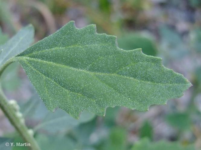 <i>Chenopodium album </i>L., 1753 subsp.<i> album</i> © 