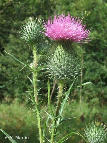 <i>Cirsium vulgare </i>(Savi) Ten., 1838 subsp.<i> vulgare</i> © 