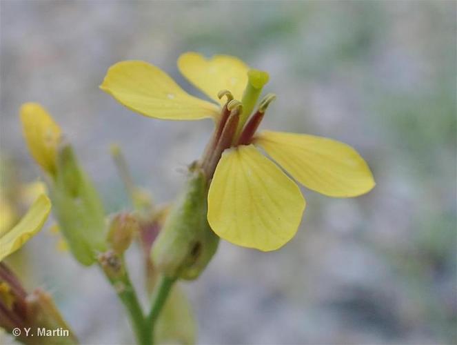 <i>Coincya monensis </i>subsp.<i> cheiranthos</i> (Vill.) Aedo, Leadlay & Muñoz Garm., 1993 © 