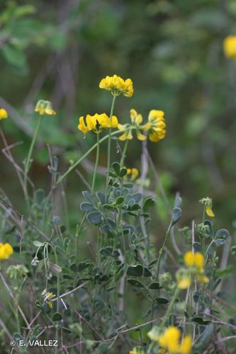 <i>Coronilla minima </i>subsp.<i> lotoides</i> (W.D.J.Koch) Nyman, 1878 © E. VALLEZ