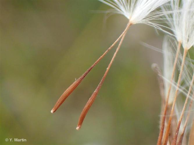 <i>Crepis foetida </i>L., 1753 subsp.<i> foetida</i> © 