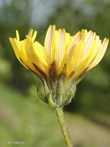 <i>Crepis vesicaria </i>subsp.<i> taraxacifolia</i> (Thuill.) Thell., 1914 © H. TINGUY