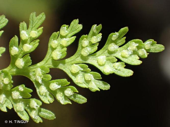 <i>Cystopteris fragilis </i>subsp.<i> alpina</i> (Lam.) Hartm., 1846 © H. TINGUY