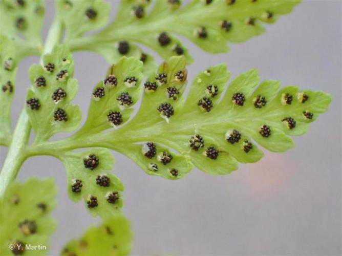 <i>Cystopteris fragilis </i>(L.) Bernh., 1805 subsp.<i> fragilis</i> © 