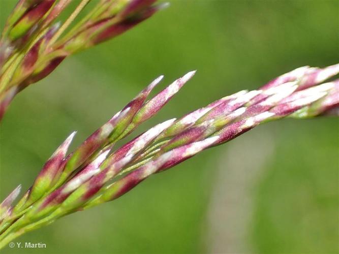 <i>Deschampsia cespitosa </i>(L.) P.Beauv., 1812 subsp.<i> cespitosa</i> © 